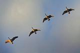 Geese In Flight At Sunrise_01618